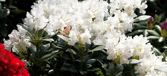 Rhododendron 'Cunningham's White'