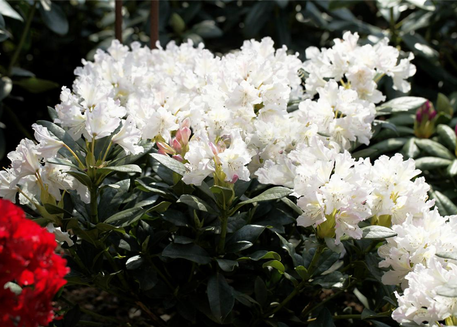 Rhododendron 'Cunningham's White'