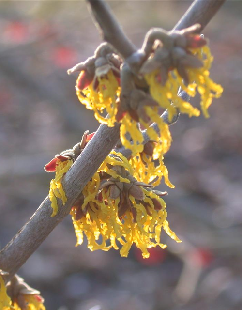 Hamamelis intermedia 'Arnold Promise'