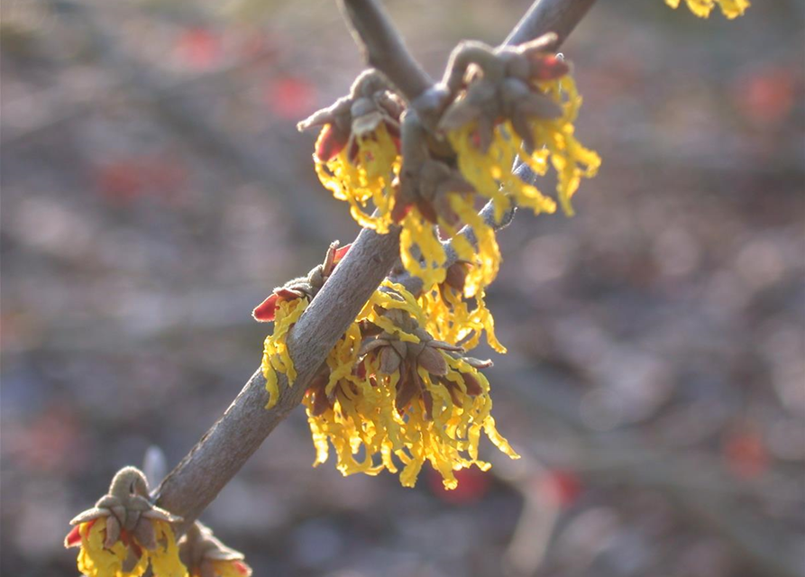 Hamamelis intermedia 'Arnold Promise'