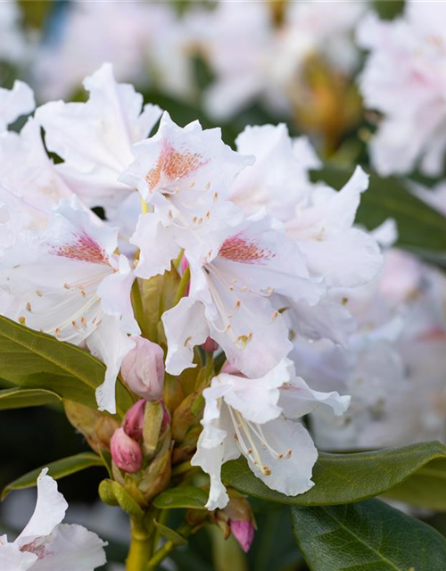 Rhododendron 'Cunningham's White'