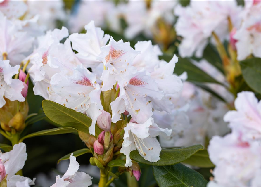 Rhododendron 'Cunningham's White'