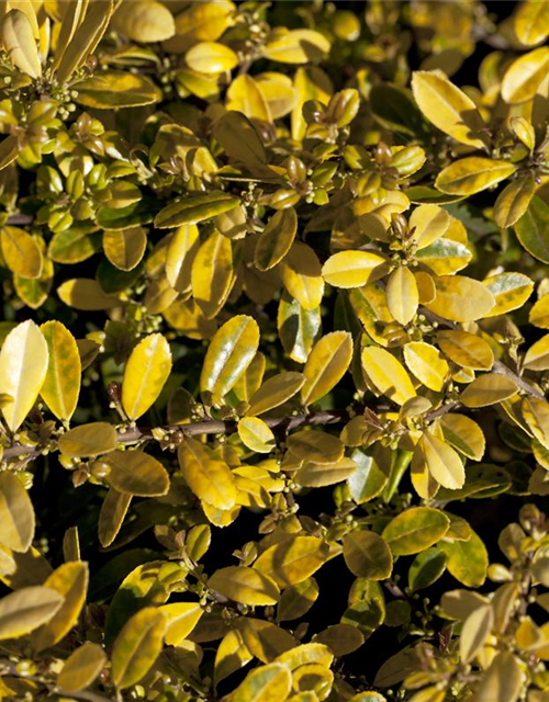 Ilex crenata 'Golden Gem'