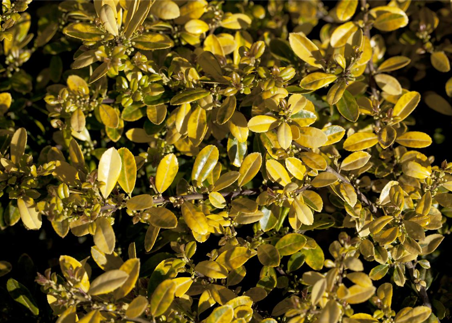 Ilex crenata 'Golden Gem'