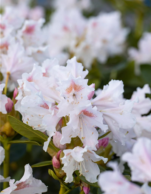 Rhododendron 'Cunningham's White'