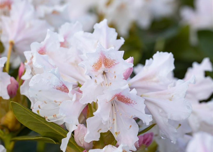 Rhododendron 'Cunningham's White'