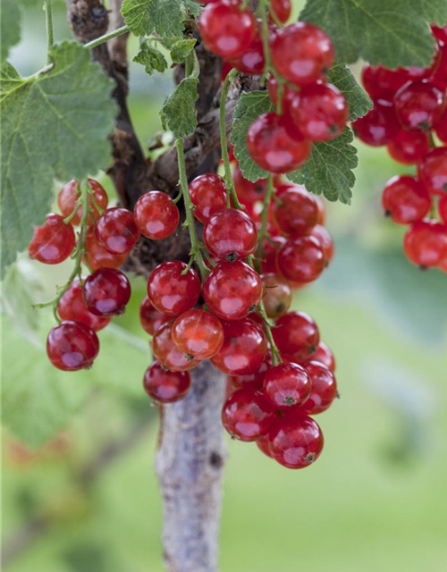 Johannisbeere Polar Fruits® 'Red Currant Berry'