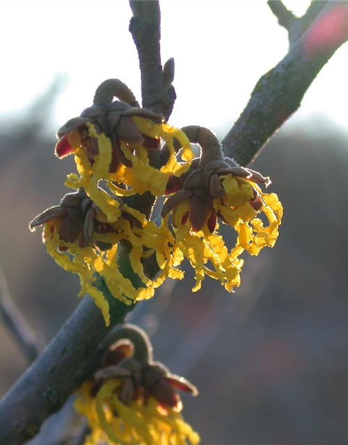 Hamamelis intermedia 'Arnold Promise'