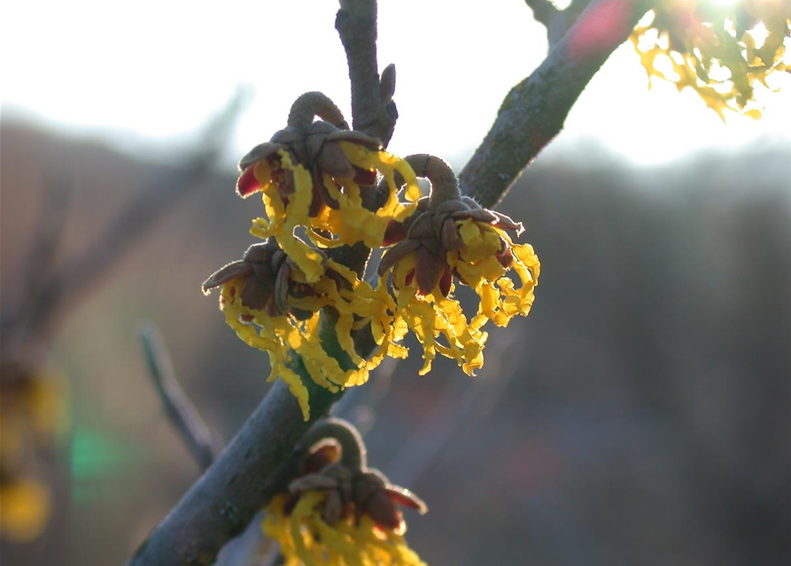 Hamamelis intermedia 'Arnold Promise'