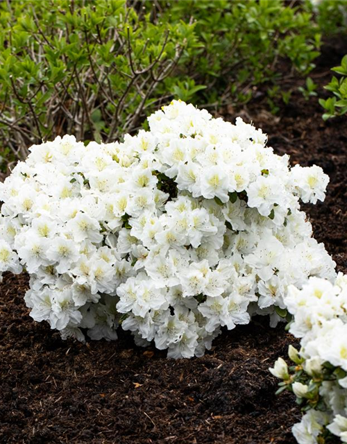 Rhododendron 'Cunningham's White'