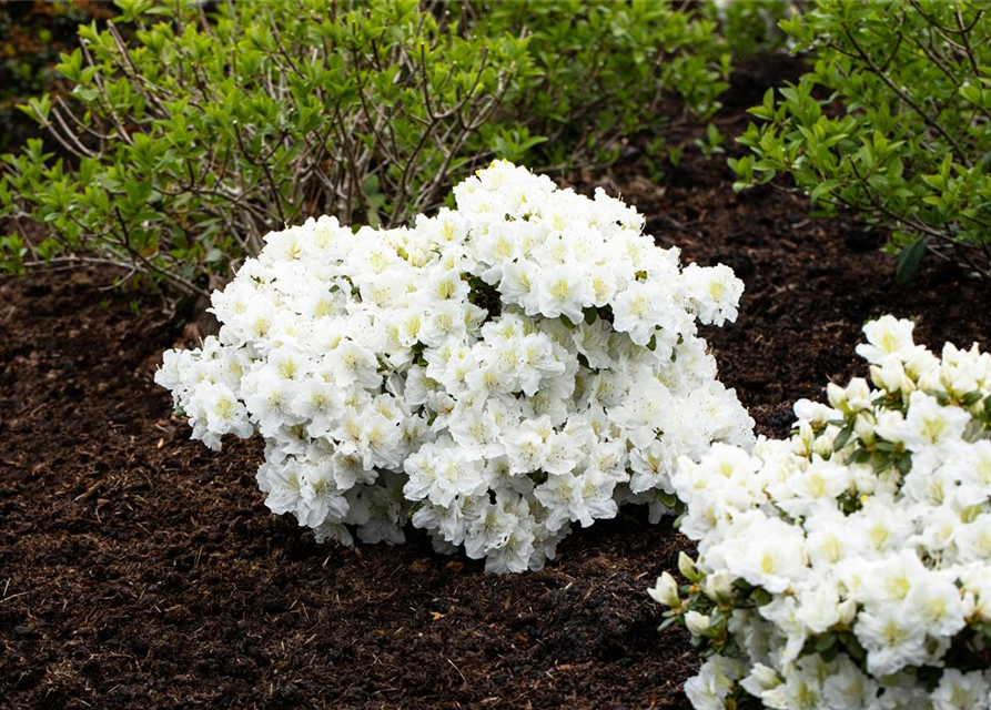 Rhododendron 'Cunningham's White'