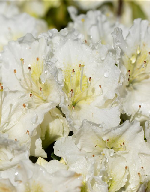 Rhododendron obtusum 'Maischnee'®