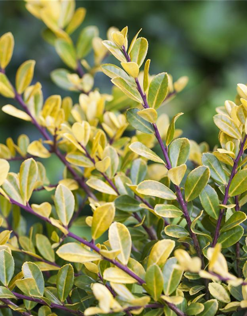 Ilex crenata 'Golden Gem'