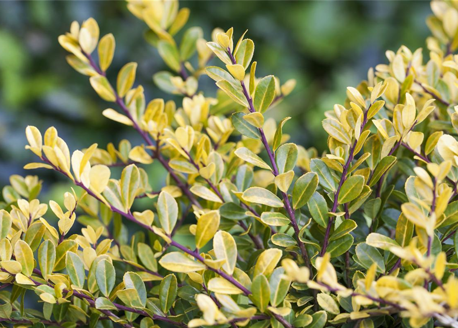 Ilex crenata 'Golden Gem'