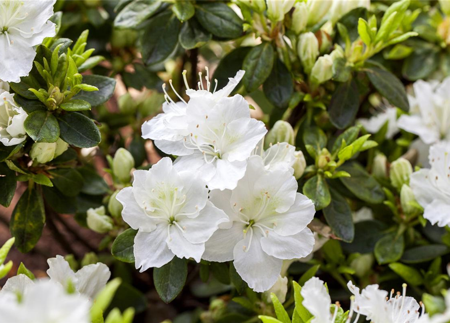 Rhododendron obtusum 'Maischnee'®