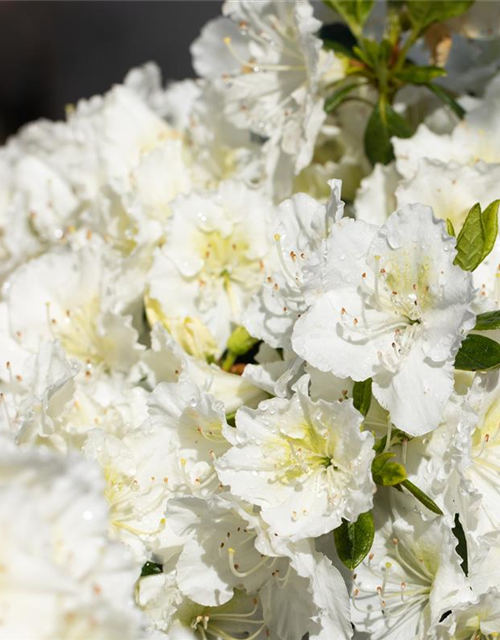 Rhododendron obtusum 'Maischnee'®