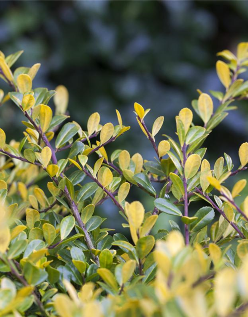 Ilex crenata 'Golden Gem'