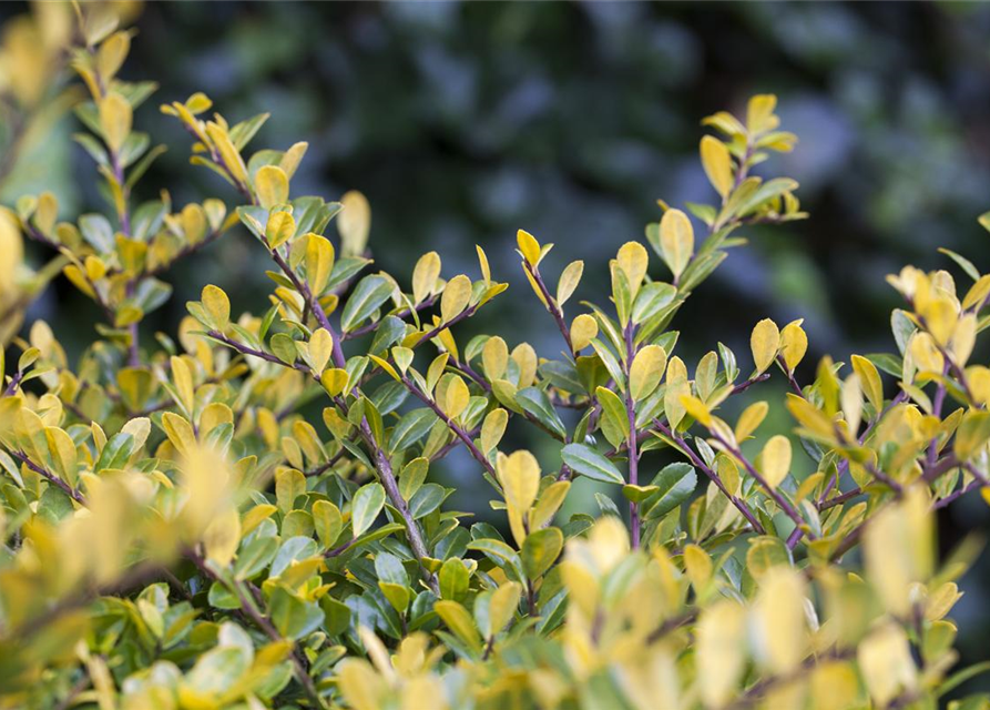 Ilex crenata 'Golden Gem'