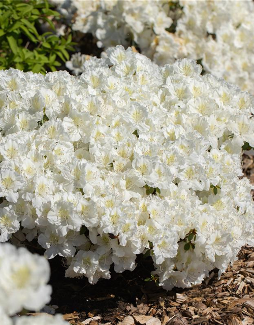 Rhododendron obtusum 'Maischnee'®