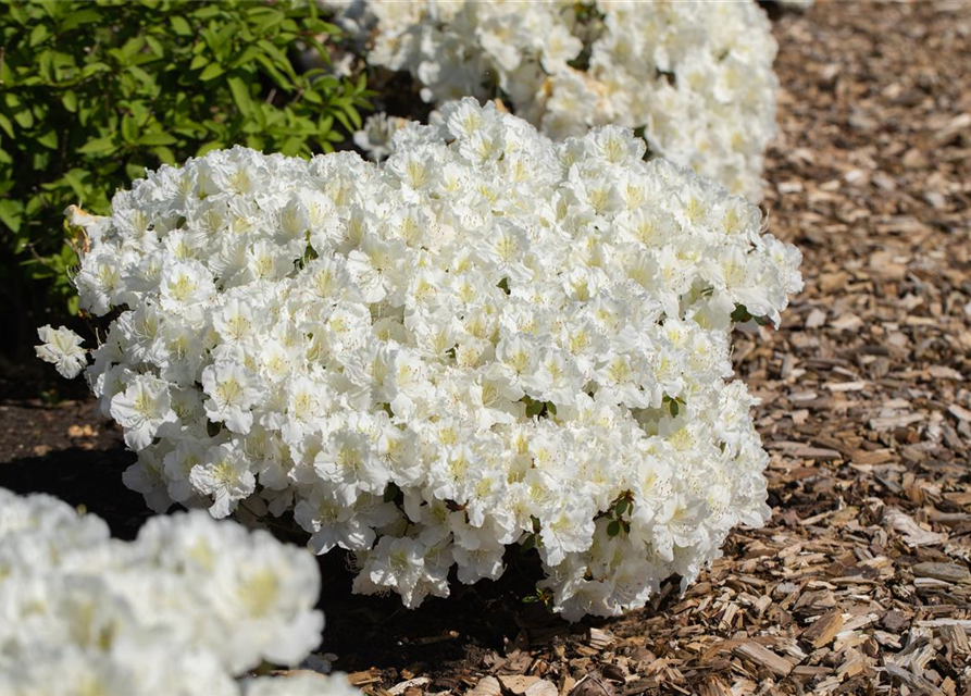 Rhododendron obtusum 'Maischnee'®