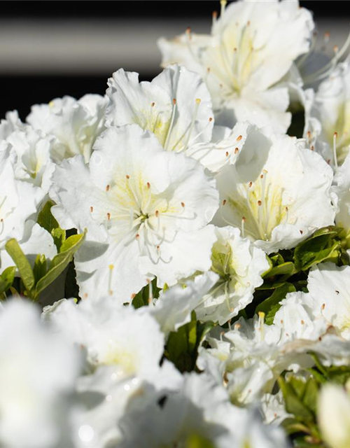 Rhododendron obtusum 'Maischnee'®