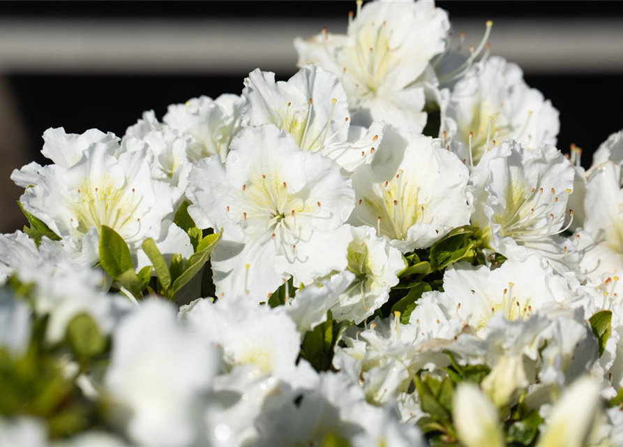 Rhododendron obtusum 'Maischnee'®