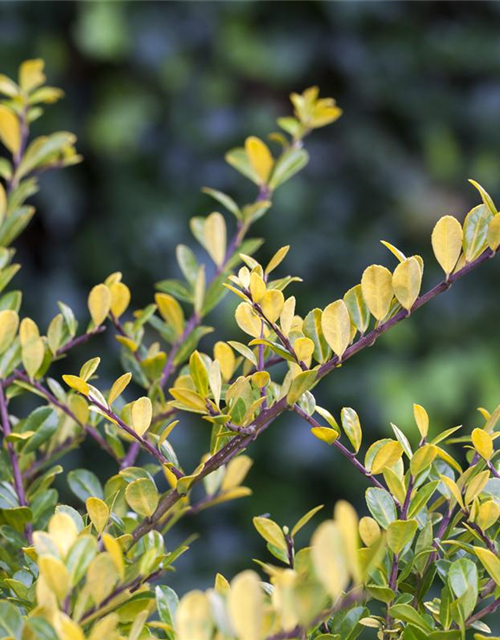 Ilex crenata 'Golden Gem'