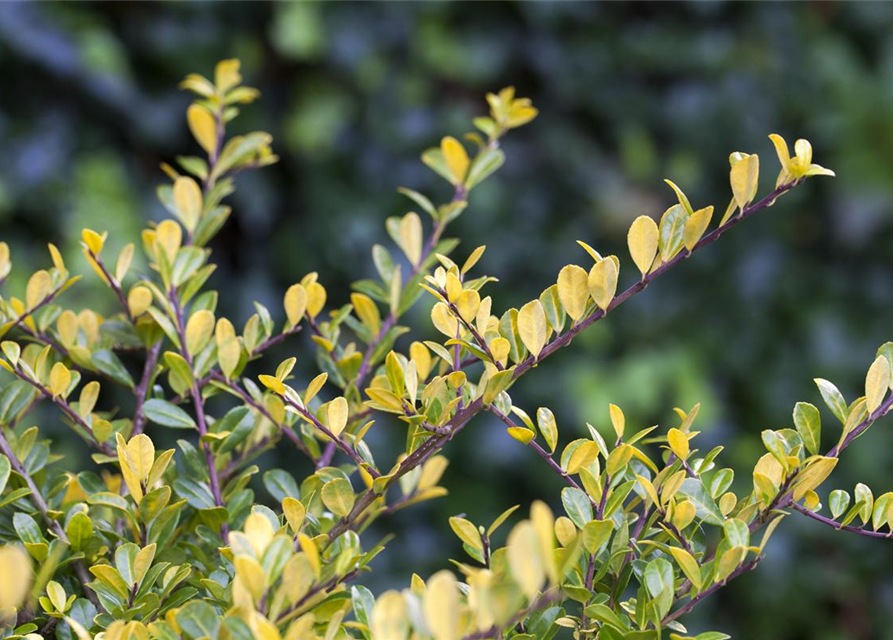 Ilex crenata 'Golden Gem'