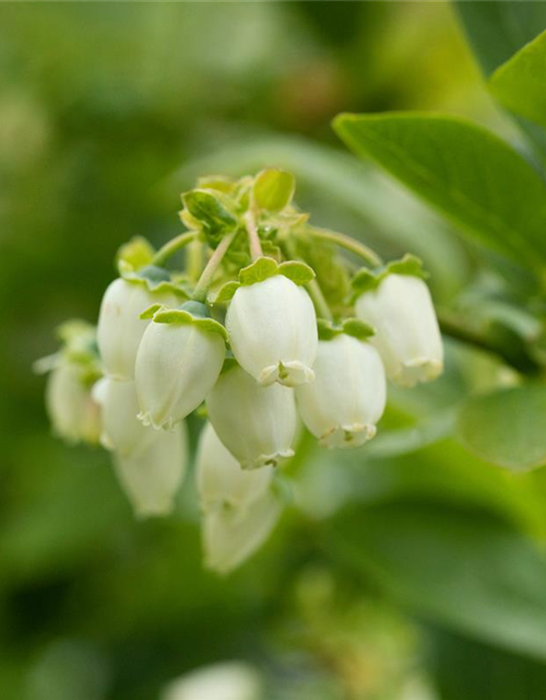 Vaccinium corymbosum 'Bluejay'