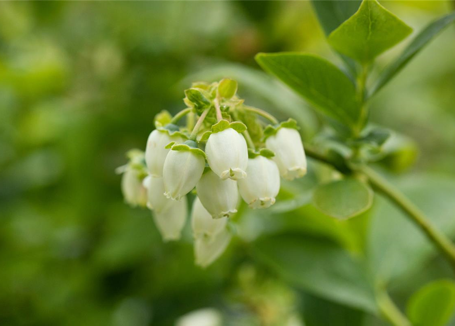 Vaccinium corymbosum 'Bluejay'