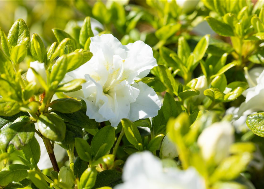 Rhododendron obtusum 'Maischnee'®