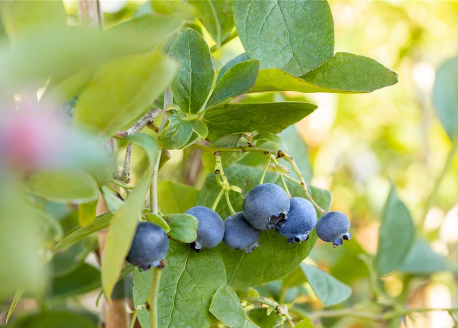 Vaccinium corymbosum 'Bluejay'