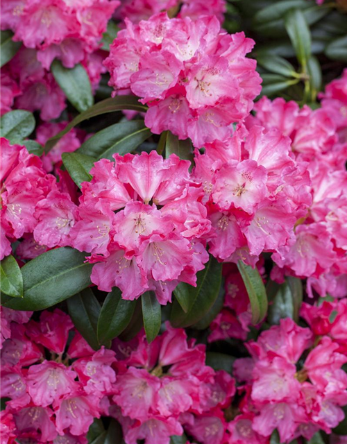 R Rhododendron hybrida 'Germania'(S) 