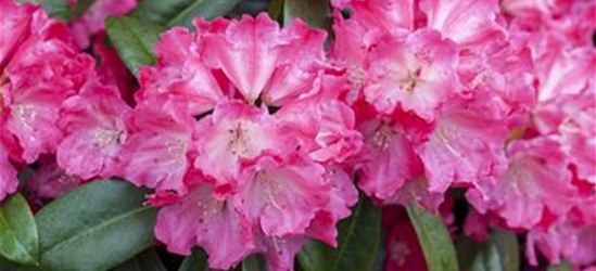 R Rhododendron hybrida 'Germania'(S) 