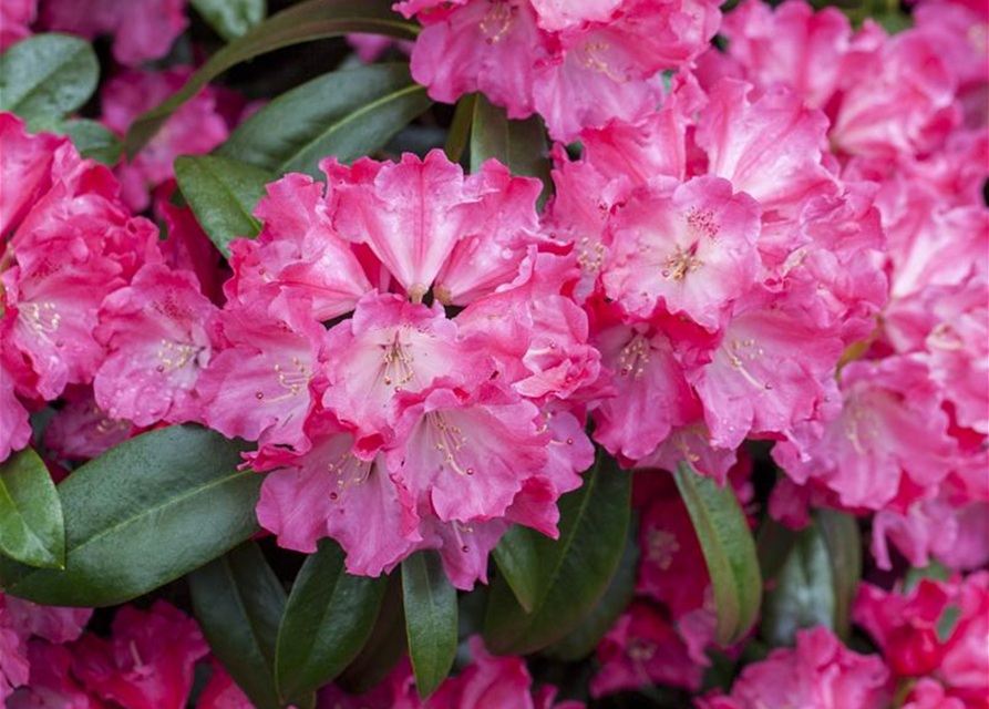 R Rhododendron hybrida 'Germania'(S) 