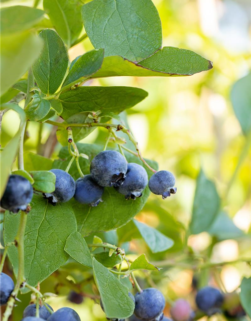 Vaccinium corymbosum 'Bluejay'