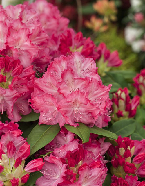 R Rhododendron hybrida 'Germania'(S) 