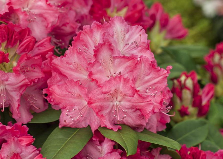 R Rhododendron hybrida 'Germania'(S) 