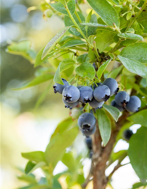 Vaccinium corymbosum 'Bluejay'