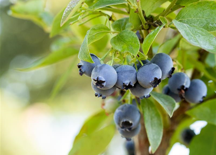 Vaccinium corymbosum 'Bluejay'