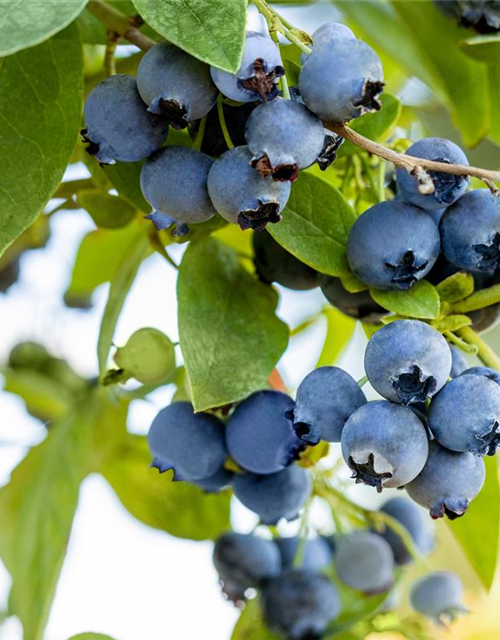 Vaccinium corymbosum 'Bluejay'