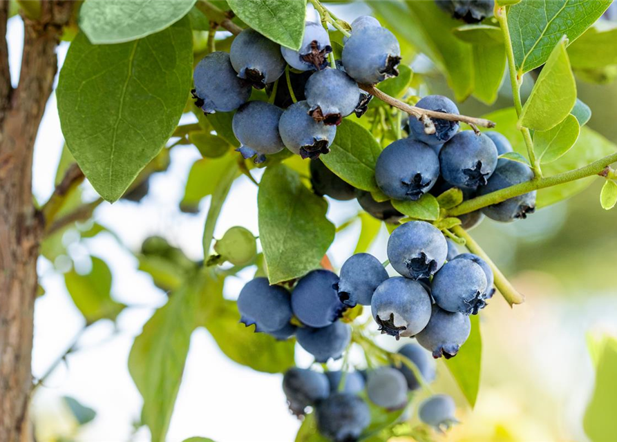 Vaccinium corymbosum 'Bluejay'