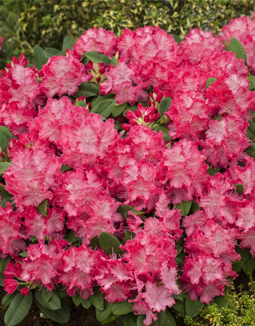 R Rhododendron hybrida 'Germania'(S) 