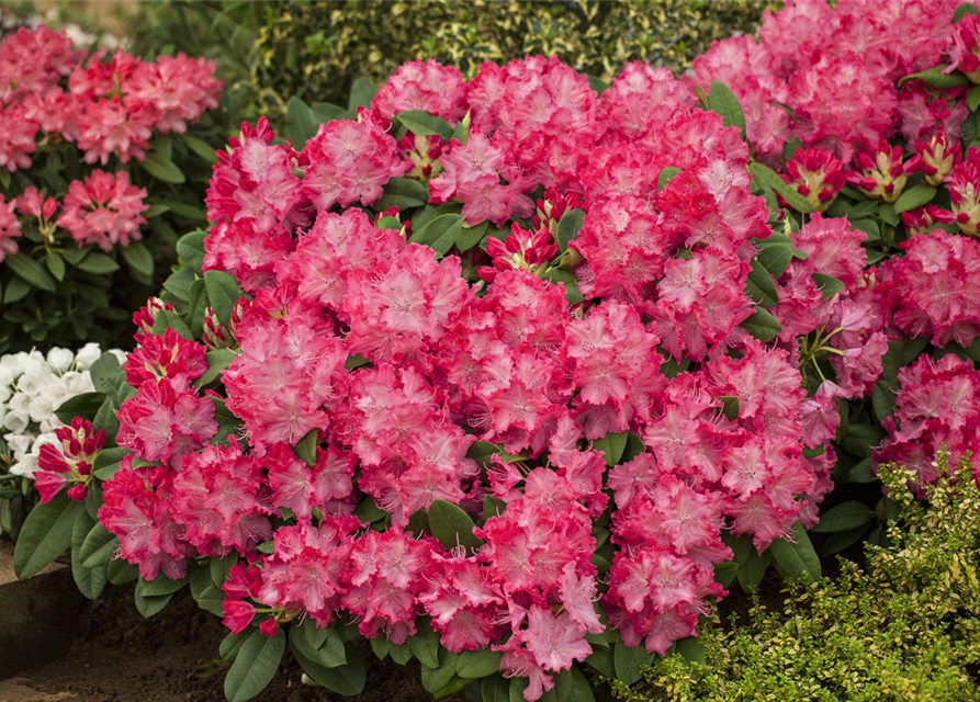 R Rhododendron hybrida 'Germania'(S) 