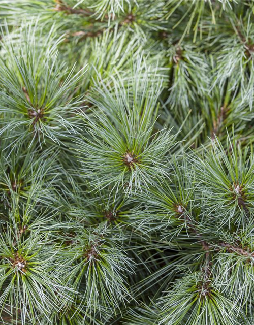 R Pinus strobus 'Bergmans Mini'