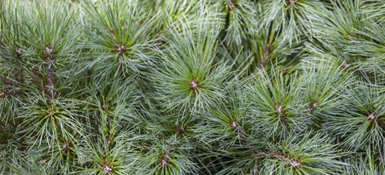 R Pinus strobus 'Bergmans Mini'