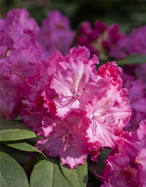 R Rhododendron hybrida 'Germania'(S) 