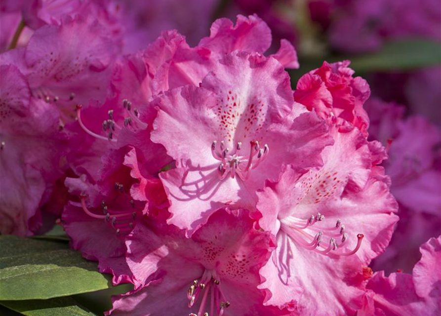 R Rhododendron hybrida 'Germania'(S) 