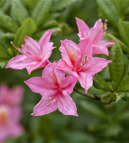 Rhododendron luteum 'Pink Mimosa'