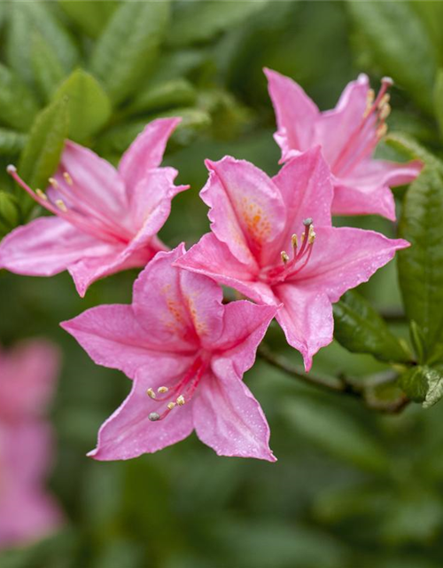 Rhododendron luteum 'Pink Mimosa'